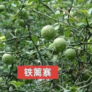 野生铁篱寨中药材枸橘枳壳枳实新鲜橘子土枳实铁篱笆果山货铁篱寨