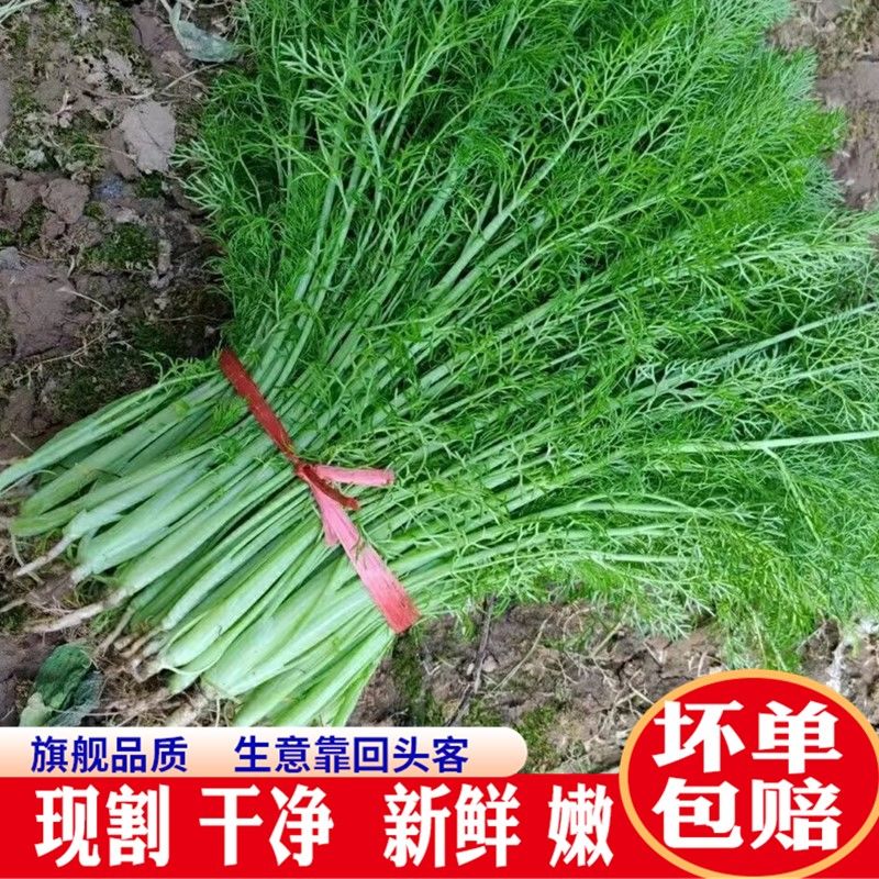 小茴香菜当季茴香菜新鲜大茴香正叶菜类