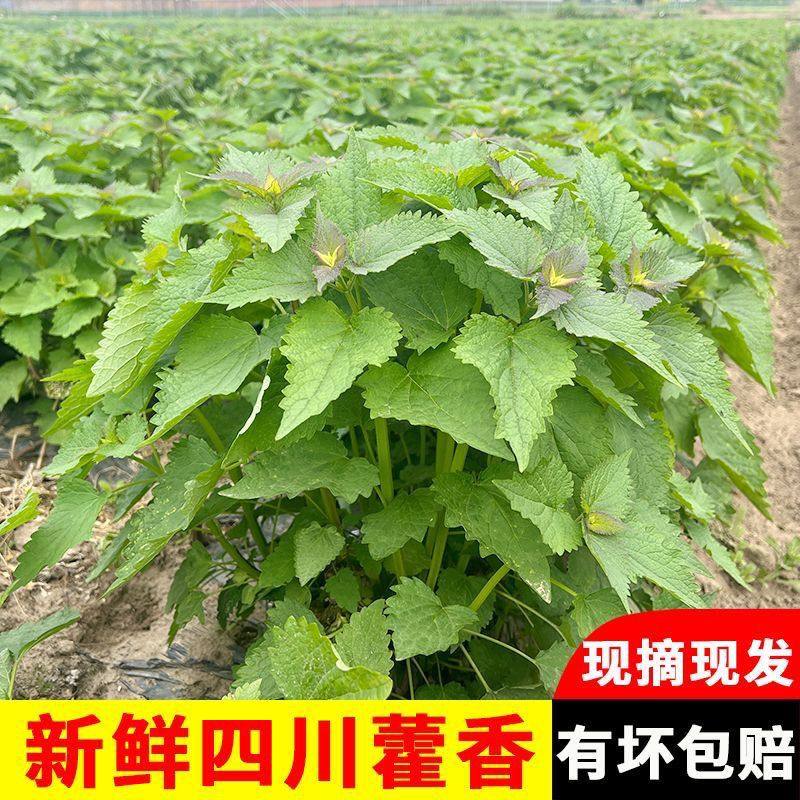 霍香叶新鲜四川特产做鱼豆花胡豆做调料可食用可批发藿香叶清香,水产肉类/新鲜蔬果/熟食,其它,淘宝优惠券,粉丝福利购,淘宝优惠卷