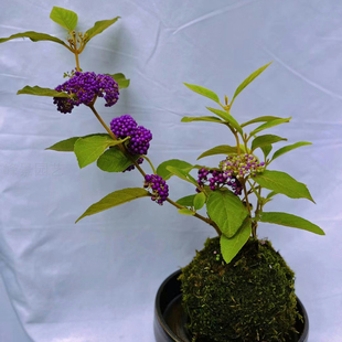 紫珠马鞭草科灌木类6一7月开花8一11月结果秋冬耐寒植物阳台庭院