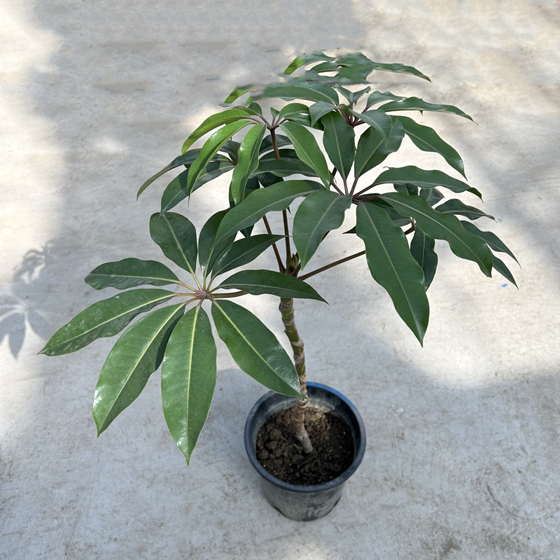进口大叶伞澳洲伞树五加科植物办公室内观叶绿植柱形优雅叶片阔大
