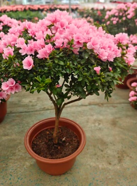  映山红杜鹃盆栽小巧好养客厅书房绿植摆件开花艳而不娇愈看愈喜