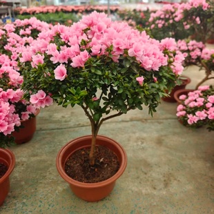 映山红杜鹃盆栽小巧好养客厅书房绿植摆件开花艳而不娇愈看愈喜