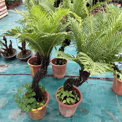 造型盆景富贵蕨老桩苔藓水培植物办公室内观叶绿植净化空气吸甲醛