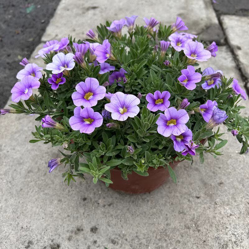 矮牵牛舞春花室外阳台四季绚丽