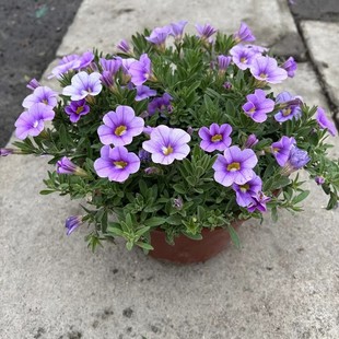 百万小玲舞春花盆栽庭院阳台四季好养类似矮牵牛垂吊植物易爆包邮