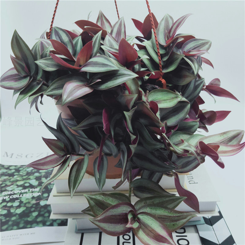 吊竹梅盆栽绿植垂吊爬藤花卉室内桌面客厅观叶好养植物易成活包邮