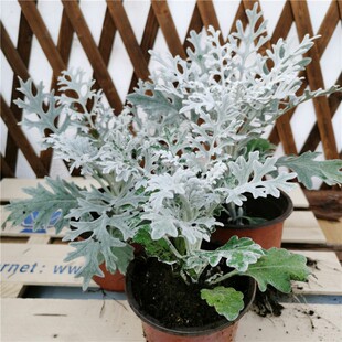 花镜植物银香菊银叶菊盆栽地被进口雪地花观赏冬季耐寒室外露天养