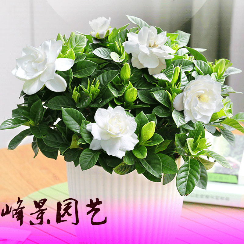 浓香型大小叶栀子花2 3 4 年苗老桩盆栽庭院阳台四季花卉植物包邮