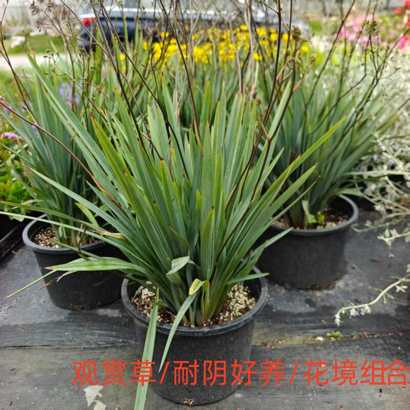 山管兰乌托邦兰花三七花叶玉兰花西哥羽毛草天使秀发园林观赏绿植