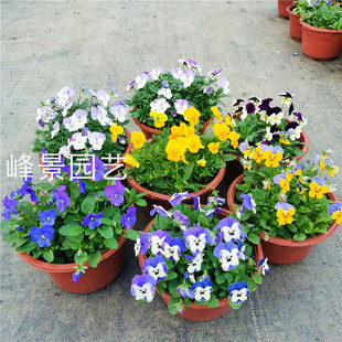 角堇花地被盆栽冬季耐寒植物室外阳台庭院易种植露天花卉草本多色