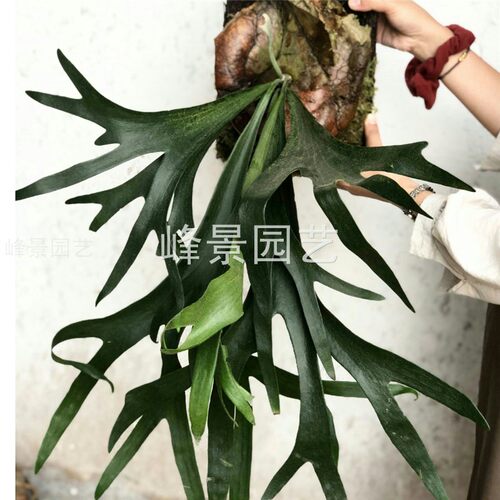二崎鹿角蕨室内悬挂板植喜阴耐旱