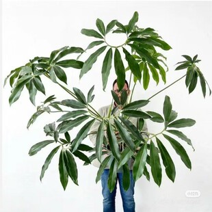 印第安羽毛蔓绿绒盆栽绿植办公室内客厅耐阴四季网红观叶竹芋好养