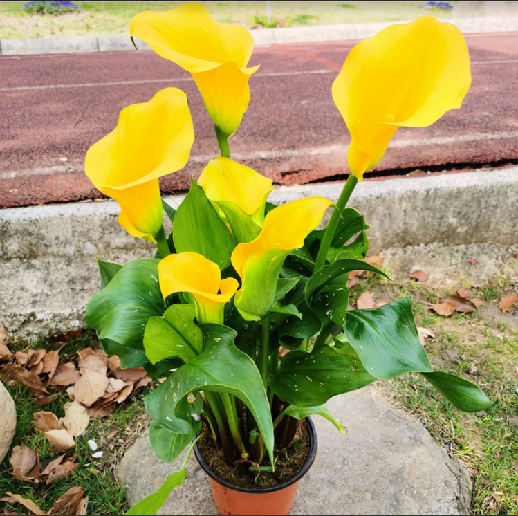 进口彩色马蹄莲冰雪美人盆栽四季植物卧室客厅净化空气防辐射黄色,鲜花速递/花卉仿真/绿植园艺,时令草本花卉,淘宝优惠券,粉丝福利购,淘宝优惠卷