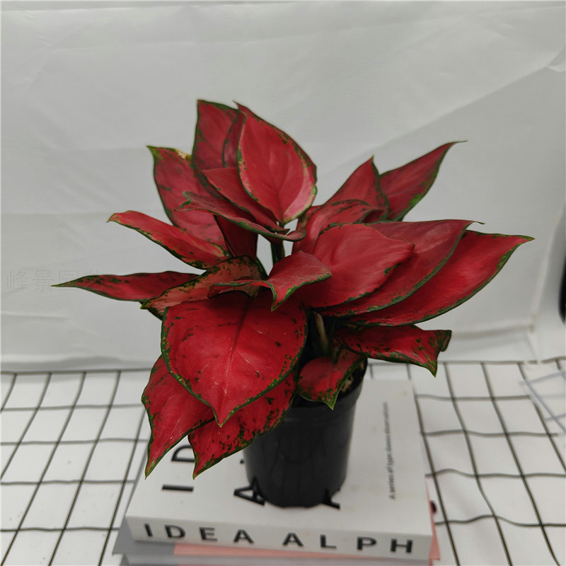 富贵红竹芋天使如意皇后绿翡翠盆栽办公室内桌面观叶绿植吸甲醛,鲜花速递/花卉仿真/绿植园艺,绿植,淘宝优惠券,粉丝福利购,淘宝优惠卷