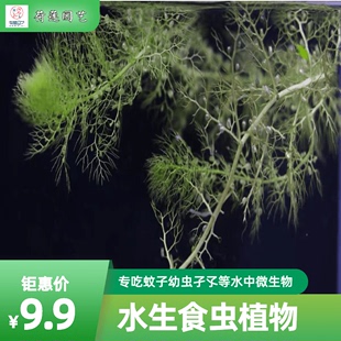 黄花狸藻 食虫植物水生绿植吃蚊子幼虫孑孓等水中微生物好养活