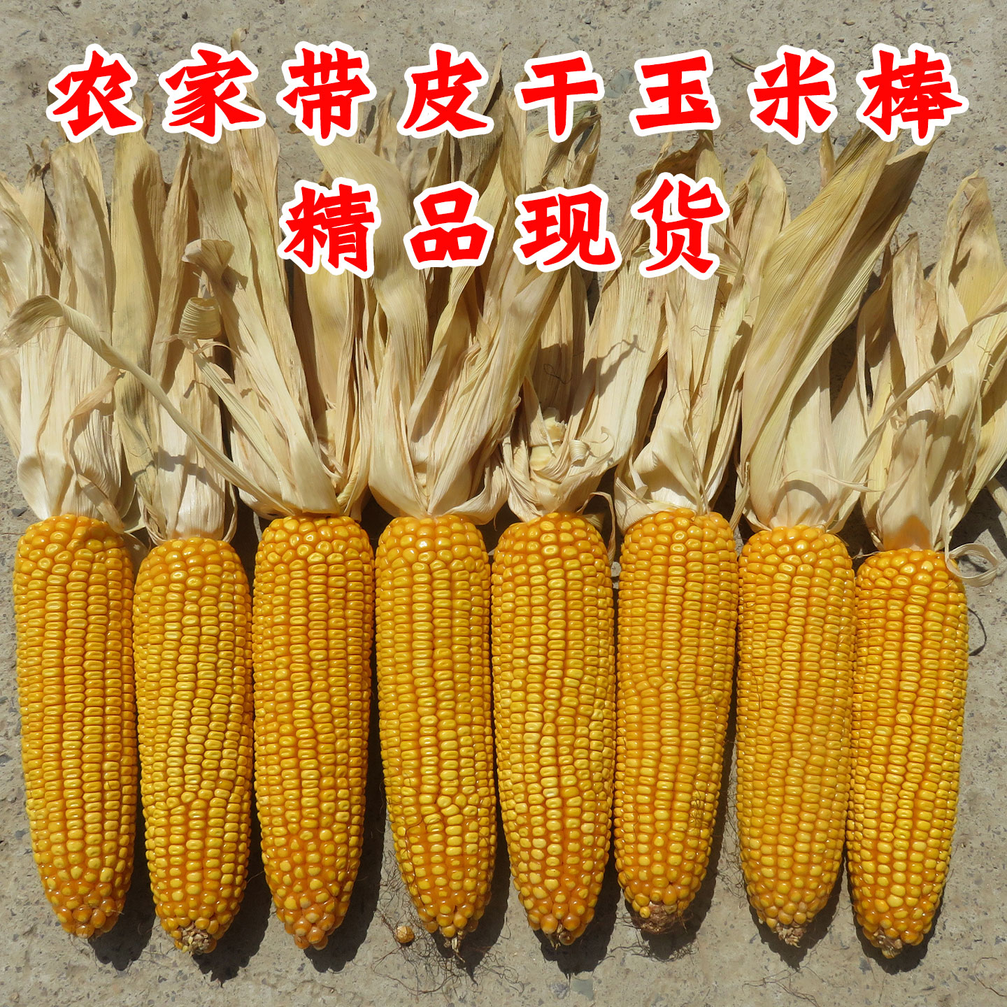 干玉米棒子带叶老玉米棒农家乐饭店农作物装饰玉米穗真玉米串挂件