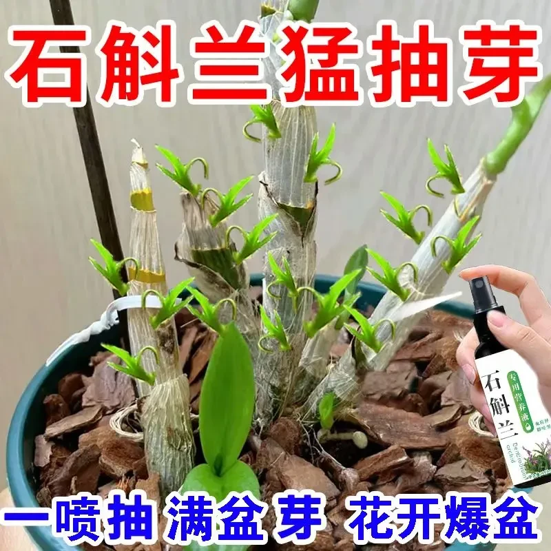 石斛兰生根营养液发芽促花苞催花防黄叶干尖爆芽素爆芽王盆栽通用