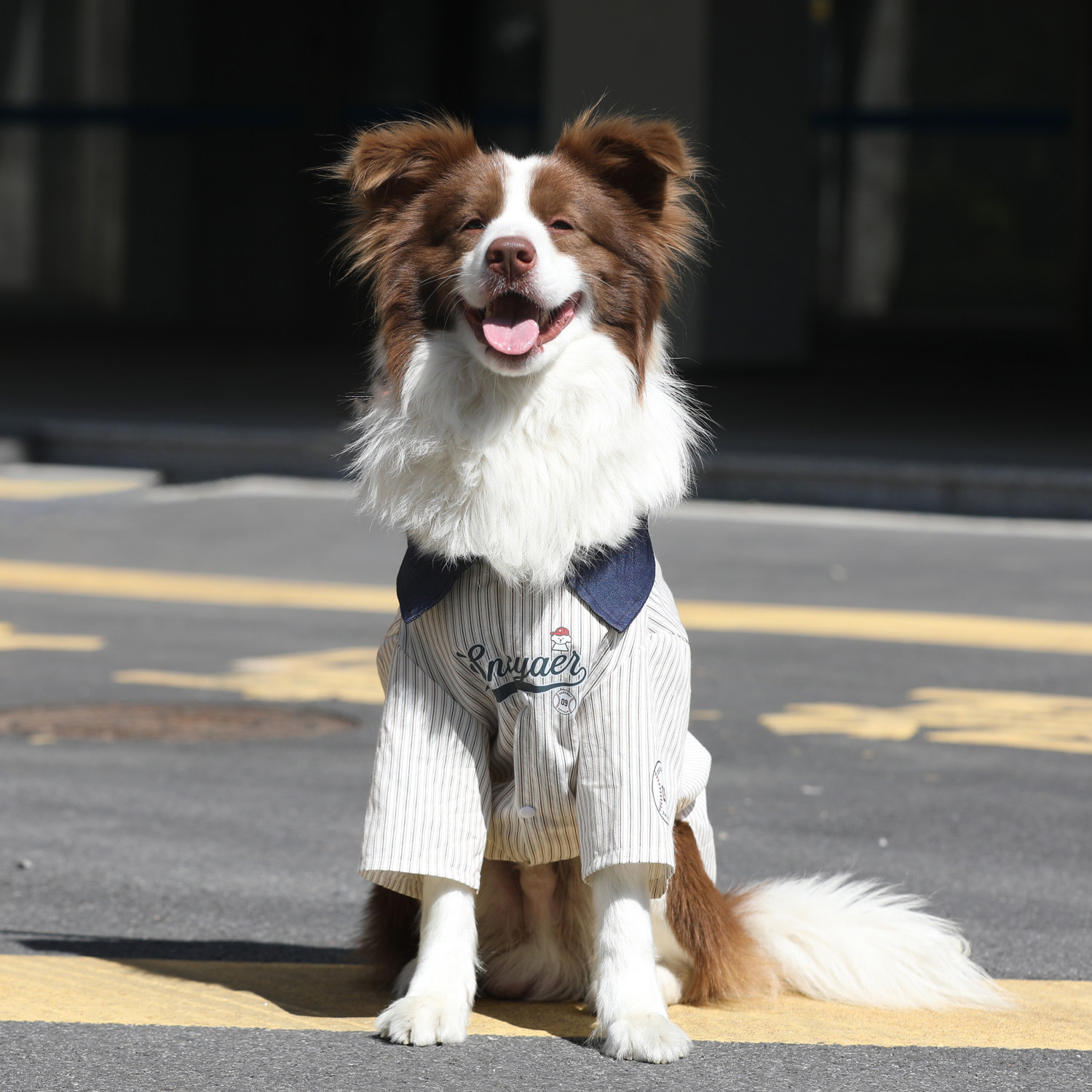 狗狗衣服大型犬夏季薄款金毛拉布拉多防掉毛衣服边牧宠物透气衬衫图片
