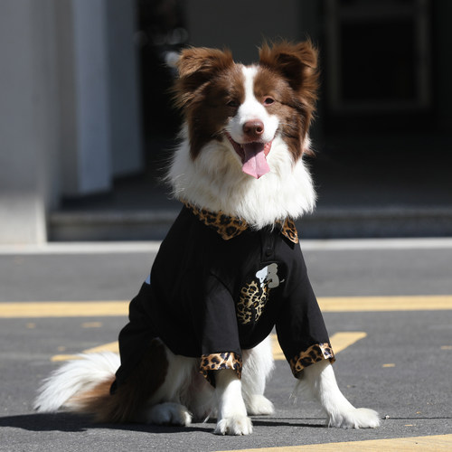 狗狗衣服夏季大型犬薄款透气金毛拉布拉多边牧棉T恤大狗开领短袖