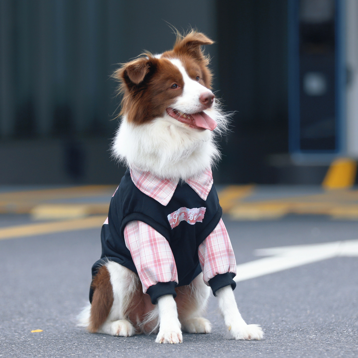 狗狗衣服大型犬秋冬棉卫衣金毛边牧拉布拉多拼色加厚保暖宠物衣服