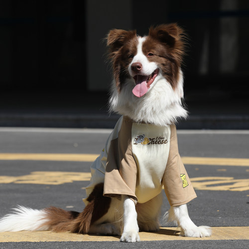 狗狗衣服夏季薄款大型犬金毛边牧拉布拉多防掉毛宠物撞色棉质T恤