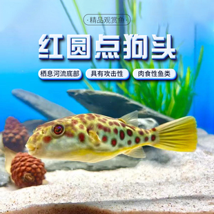 网红气泡鱼 活体观赏鱼 淡水河豚鱼中大型鱼 皇冠狗头 红圆点狗头