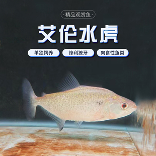 s属 淡水鱼 艾伦水虎 亚马逊食肉猛鱼 热带凶猛观赏鱼活体 包邮