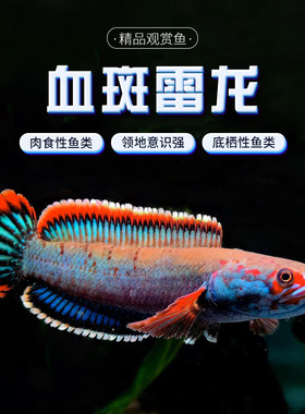血斑雷龙1型 血一雷龙 血斑二型 梦幻冰火雷龙发色漂亮凶猛小型鱼