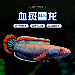 血斑雷龙1型 血一雷龙 血斑二型 梦幻冰火雷龙发色漂亮凶猛小型鱼