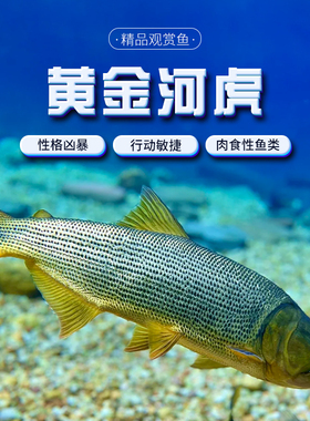 黄金河虎白金猛鱼黄金猛鱼哥伦比亚巨暴鱼加拉辛活体热带观赏鱼