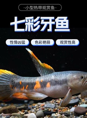 七彩牙鱼橙腹牙鱼活体南美奥黑牙鱼枯木牙鱼加拉辛肉食性猛鱼