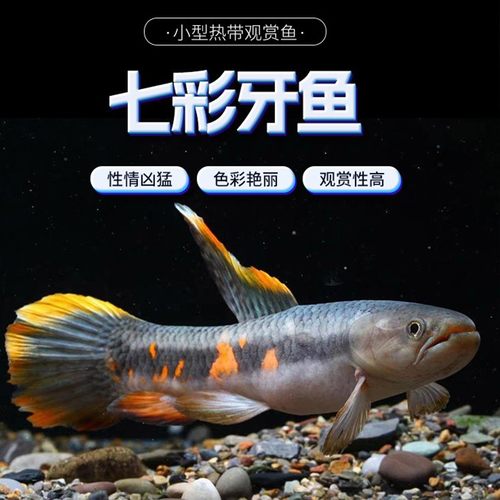 七彩牙鱼橙腹活加拉辛肉食性猛鱼