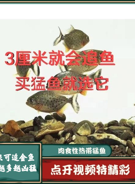 南美亚马孙红文鱼活热带鱼淡水凶猛宠物观赏鱼活苗肉食性猛鱼包活