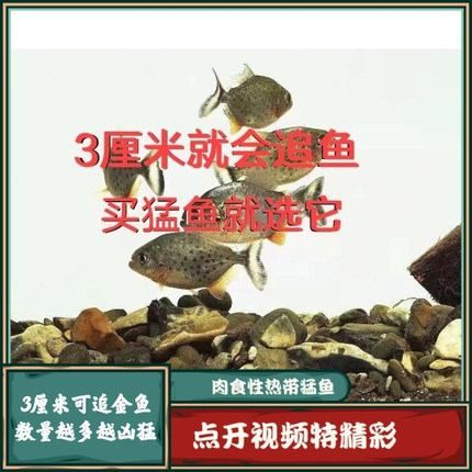 南美亚马孙红文鱼活热带鱼淡水凶猛宠物观赏鱼活苗肉食性猛鱼包活