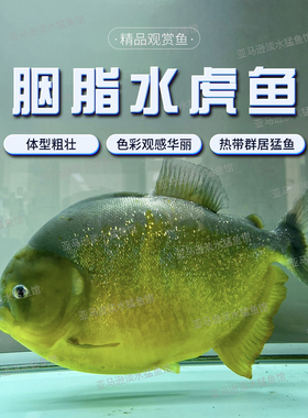 胭脂水虎苗学名臀点脂鲤原产南美圣弗朗西斯科河流域热带观赏鱼