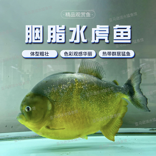 胭脂水虎苗学名臀点脂鲤原产南美圣弗朗西斯科河流域热带观赏鱼
