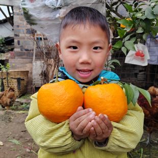 现摘正宗四川眉山特产丹棱春见耙耙柑孕妇宝宝新鲜应季 水果净10斤