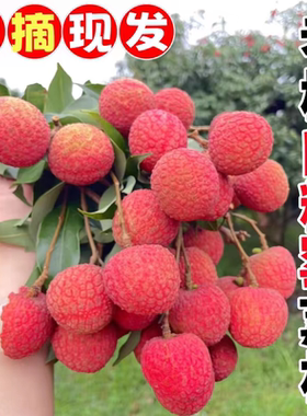 【顺丰冷链】广东岭南白糖罂荔枝高州荔枝新鲜桂糯米味糍现摘现发