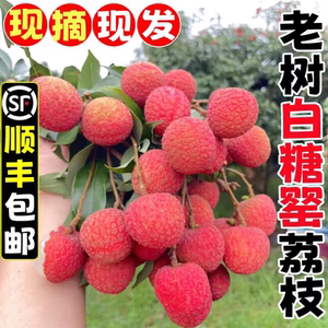 上午摘下午发百年老树白糖罂荔枝