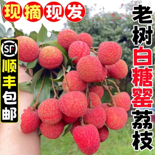 上午摘下午发百年老树白糖罂荔枝