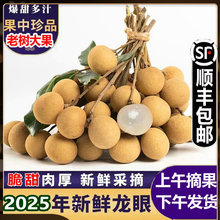 现货速发广东龙眼储良新鲜水果石硖当季鲜桂圆现摘大果顺丰冷链