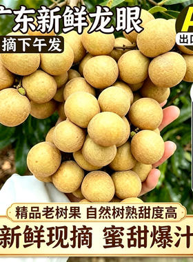 新鲜广东龙眼核心产区储良大果甜