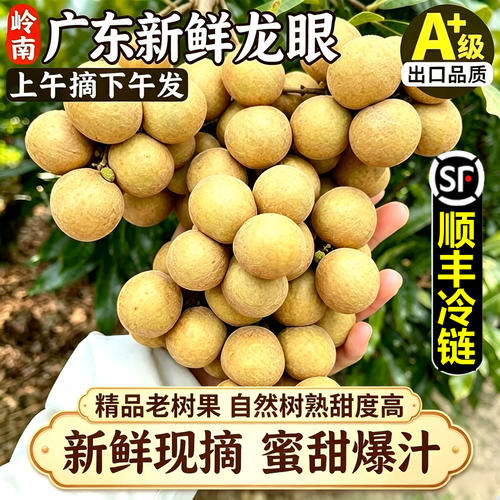 新鲜广东龙眼核心产区储良大果甜