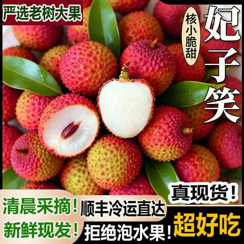 早上摘下午发妃子笑荔枝次日达