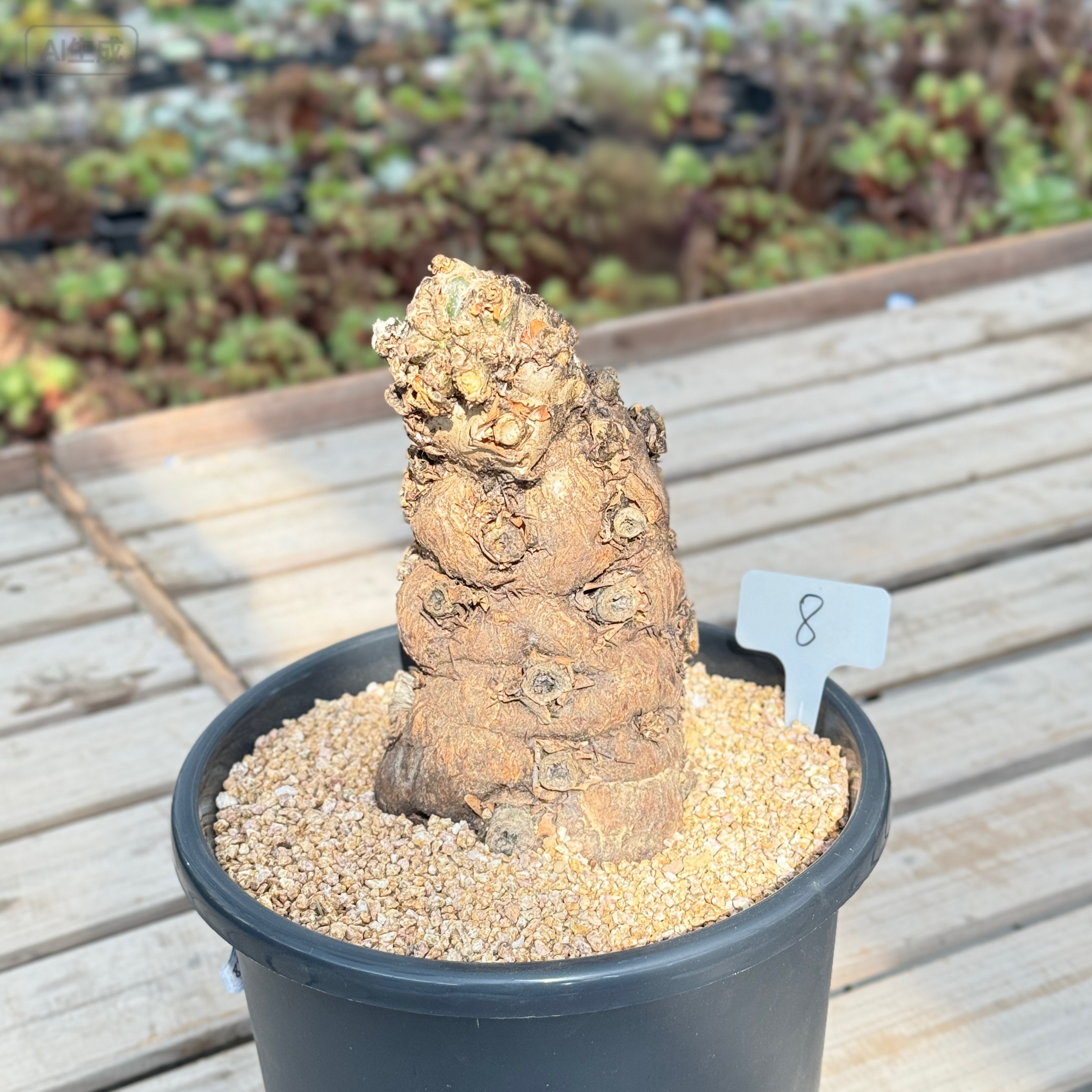 火山大戟原产地块根植物潮流块根大戟科熟桩老家布纹球野生块根