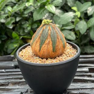 欧系布纹球满绣精品大爪子老家布纹球实生