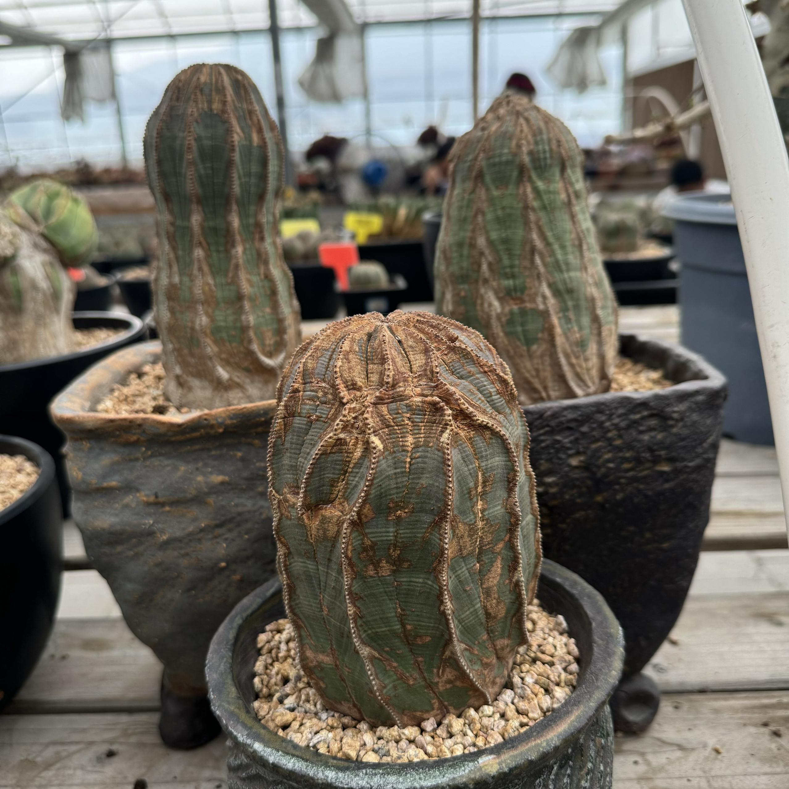 欧系布纹球老家精品柱子原产地布纹球一物一拍新鲜到货超大尺寸