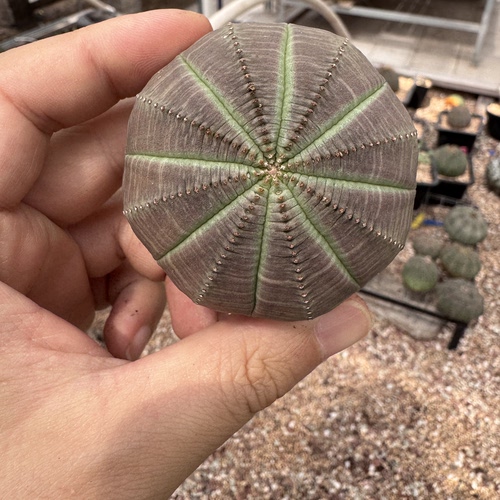 欧系布纹球精品老桩实生老家布纹球一物一拍可以挑选满绣箭头块根