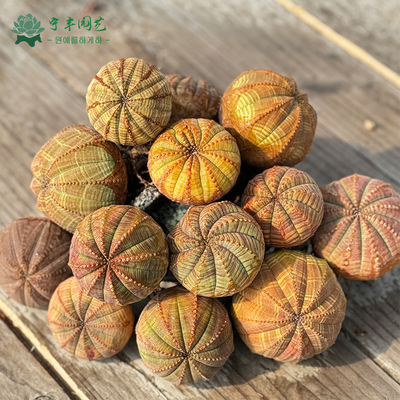 欧系布纹球潮流块根植物彩布纹球